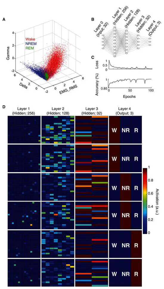 An artificial neural network for automated behavioral state classification in rats