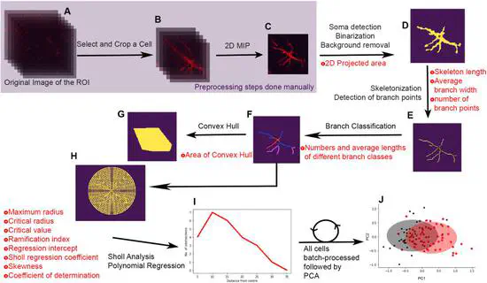 Automated morphometric analysis with SMorph software reveals plasticity induced by antidepressant therapy in hippocampal astrocytes