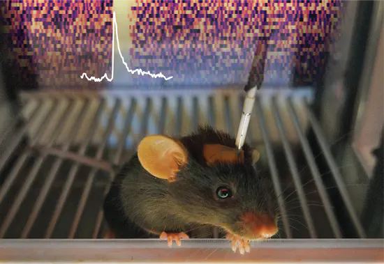 GuPPy, a Python toolbox for the analysis of fiber photometry data