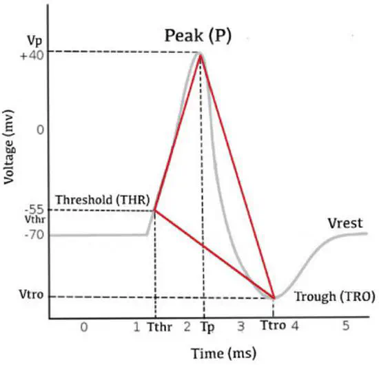 Neuronal Spike Shapes (NSS), a simple approach for analyzing the electrophysiological profiles of cells based on their Action Potential (AP) waveforms.