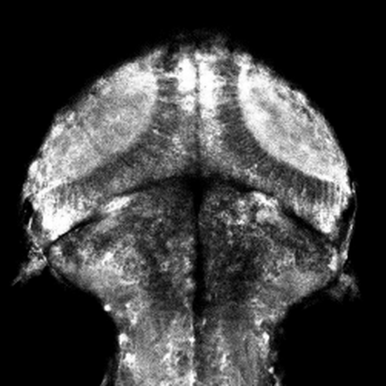 Non-Telecentric 2P microscopy for 3D random access mesoscale imaging (nTCscope)
